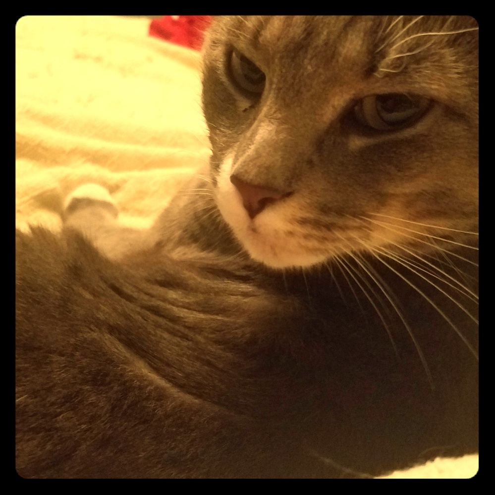 Meet your Posher, Laura